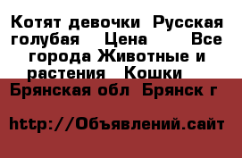 Котят девочки “Русская голубая“ › Цена ­ 0 - Все города Животные и растения » Кошки   . Брянская обл.,Брянск г.
